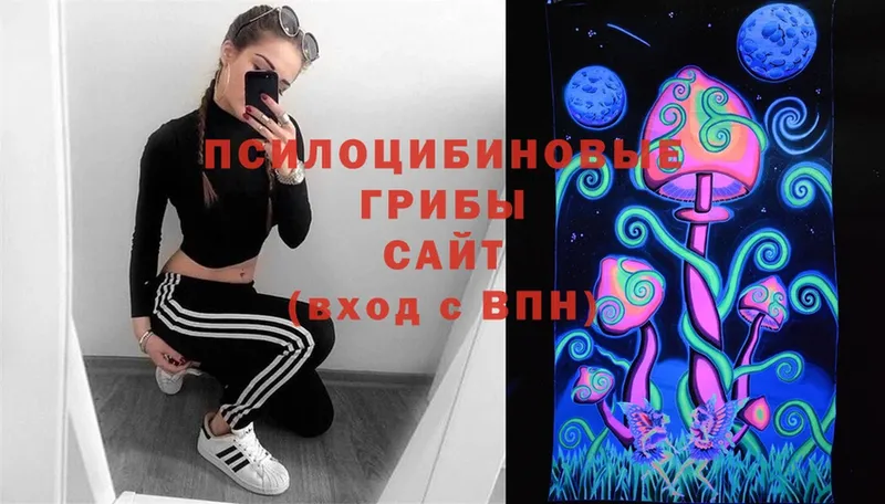 Псилоцибиновые грибы Psilocybine cubensis  Северодвинск 